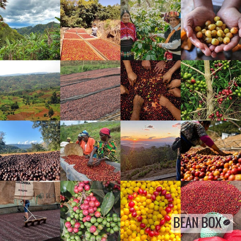 Tanzania Gaia Estate - Roasted by Drink Coffee Do Stuff - Whole Bean Coffee - 5 Pound Bag